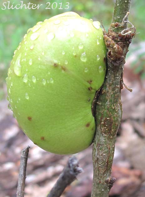Oak apple wasp gall: Andricus californicus